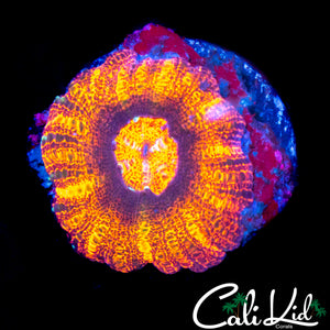 RAINBOW SKIRT ACAN MAXIMA