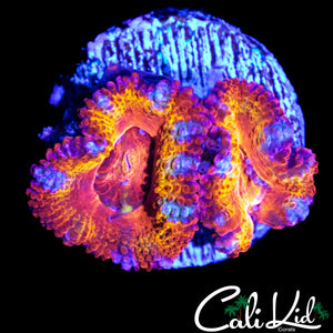 ULTIMATE RAINBOW ACAN DOUBLE
