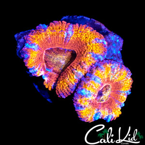 ULTIMATE RAINBOW ACAN DOUBLE