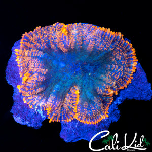 FLAME RIM RHODACTIS