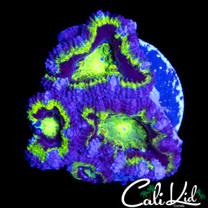 BLUE RING ACAN QUAD