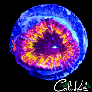 INSANE INDO RAINBOW BLASTO