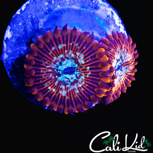 SALTED AGAVE ZOA DOUBLE