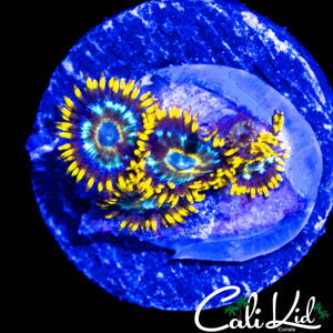 MURDER HORNETS ZOA MINI COLONY
