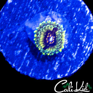 MYSTERY ZOA