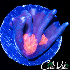 RARE ORANGE EYE PECTINIA