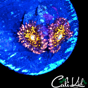 ACID TRIP ZOA DOUBLE