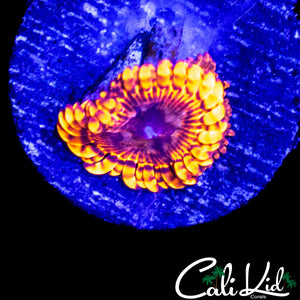 MYSTERY ZOA DOUBLE