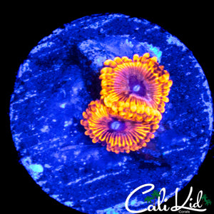MYSTERY ZOA DOUBLE
