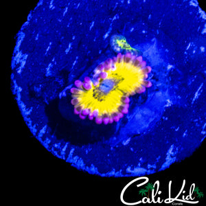 CHIQUITA TYPE ZOA DOUBLE