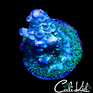 C2C SHELL SHOCK TENIUS