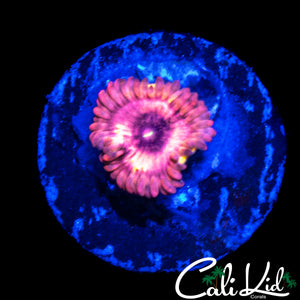 MYSTERY ZOA