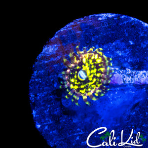 CK PINEAPPLE EXPRESS ZOA