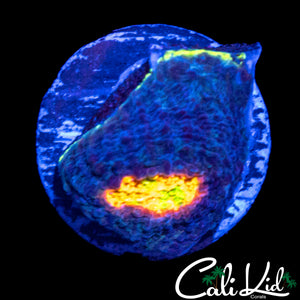 RAINBOW EYE CHALICE FRAG