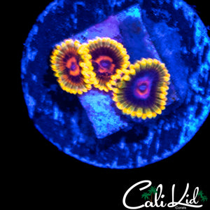 MIND TRICKS ZOA TRIPLE