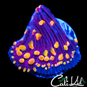 ULTIMATE RAINBOW DIASERIS