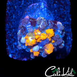CK MAJESTIC BOUNCE MUSHROOM