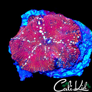 RED ROCKET DISCO MUSHROOM