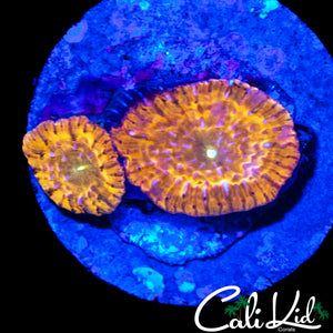 RAINBOW MORPH BLASTO DOUBLE