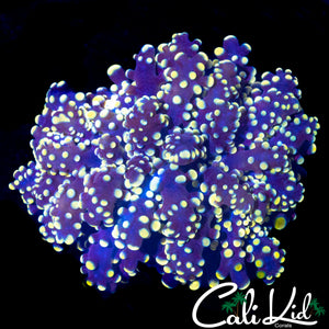 RAINBOW BRANCHING OCTOSPAWN