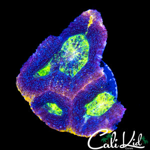 CK RAINBOW BOWERBANKI TRIPLE