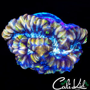 ULTRA STRIPE WILSONI
