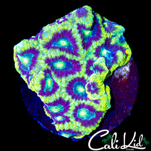 ULTRA RAINBOW FAVIA CHUNK