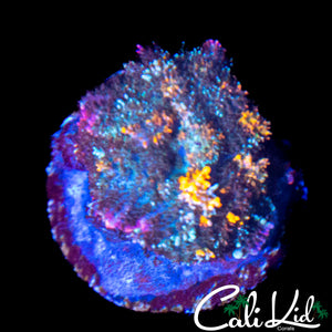 MSYTERY BOUNCE MUSHROOM