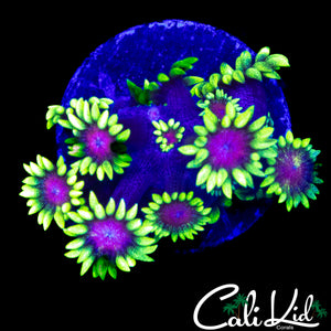CK PURPLE HAZE GONI