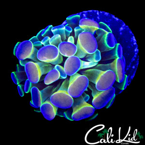 CK MASTER HOLOGRAM HAMMER