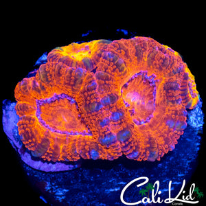 ULTRA PATTERN ACAN QUAD