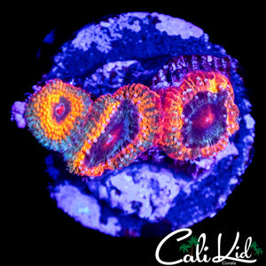 CK UNRELEASED RAINBOW MICRO TRIPLE