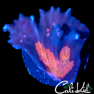 RARE ORANGE EYE PECTINIA