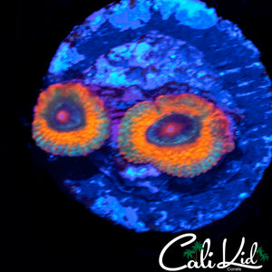 CK UNRELEASED RAINBOW MICRO