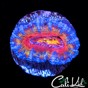 INSANE RAINBOW ACAN LORD