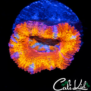 ULTRA RAINBOW ACAN