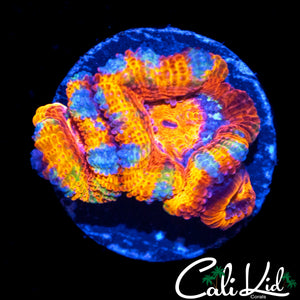 CK JOHNNY RED'S ACAN TRIPLE