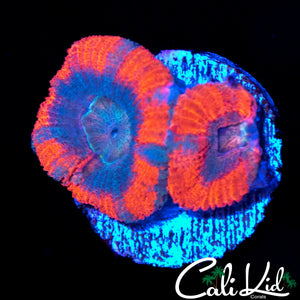 SUPER ASIAN ACAN DOUBLE