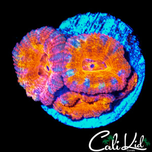 ULTRA RAINBOW ACAN QUAD