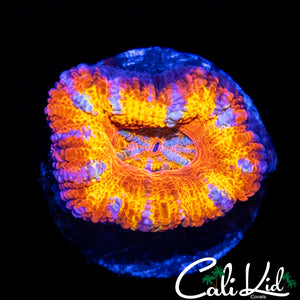 RAINBOW SLICE ACAN LORD