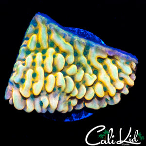 RAINBOW PHOENIX MONTI
