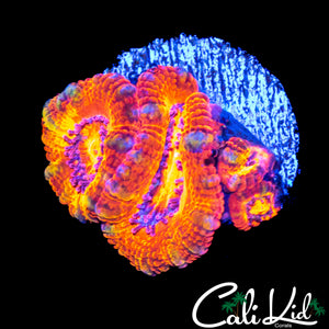 FLAMIN RAINBOW ACAN QUAD