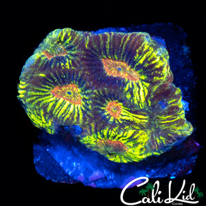 GOLDEN EYE ALLIGATOR SKIN FAVIA