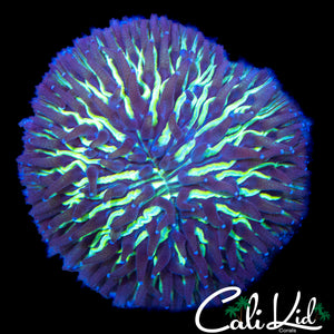 MAZE DOME FUNGIA