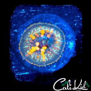 CB SUNKIST BOUNCE MUSHROOM (BABY)