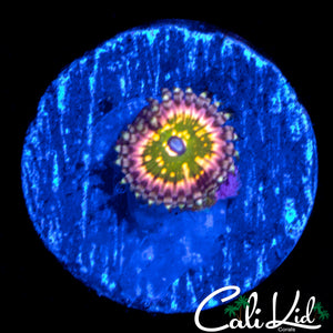 CK MONSTER'S INC ZOA