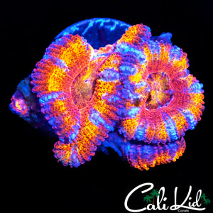 BOZO STRIPE ACAN TRIPLE