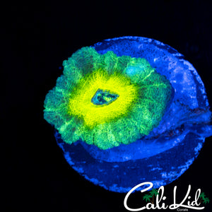 RARE ASIAN ACAN