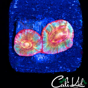 MYSTERY BABY BOWERBANKI DOUBLE