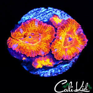 ULTRA ACAN QUAD